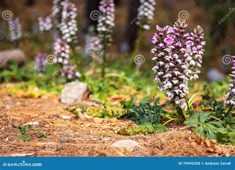 Wildflowers In Sicily Italy Stock Photo Image Of Sunny Bloom 70996268