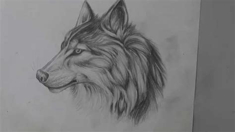 In the white hair just suggest a few hairs. Pencil Drawing of a Wolf - Long Version - YouTube