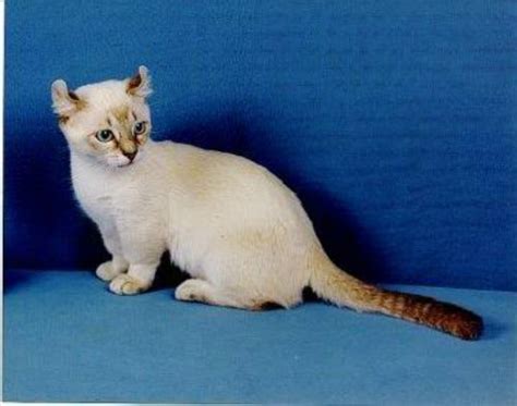 The Popular But Controversial Dwarf Cats ~ Kinkalow Cat Small Cat