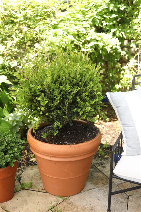 Container Gardening How To Plant Boxwoods In Planters Danielle Moss