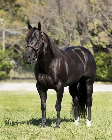 Caballo Negro De Caballos