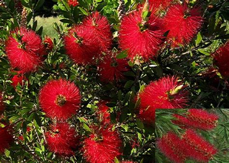 Callistemon Citrinus Red Flowering Bottle Brush Shrub Evergreen Plant