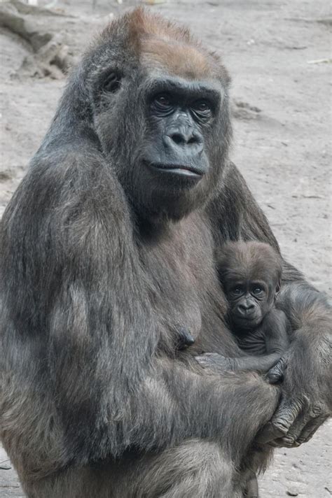 Pair Of Baby Gorillas Born At Bronx Zoo First In 8 Years Baby