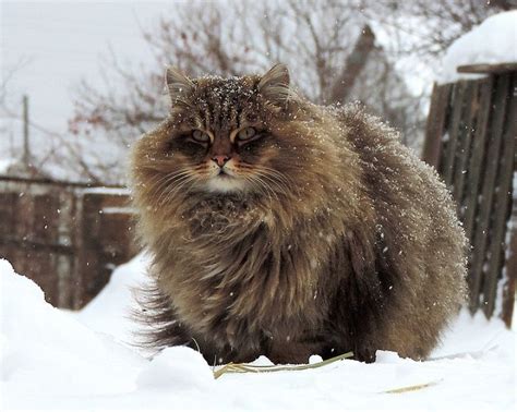 Siberian Cat Fluffy Cat Cats Siberian Cat