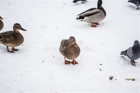 Flock Of Ducks In The Snow In Winter In Nature Stock Image Image Of