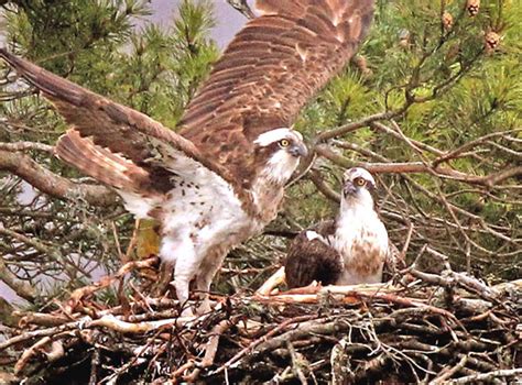 Veteran Osprey Lays Her First Egg Of 2010 The Independent The Independent