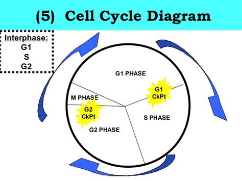 Biology Unit 4 Cell Cycle And Cell Division Basics Notes