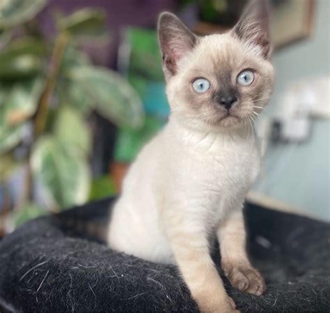 Super Cute Kitten Looking For Home London South West London Pets4homes