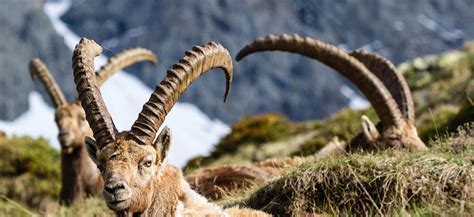 Alpine Ibex Huntaustria Hunting And Fly Fishing In Austria