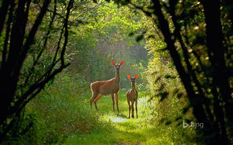 White Tailed Deer Into The Woods Bing Wallpaper