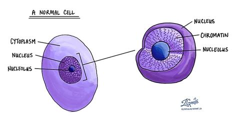 Nucleoli Pathology Dictionary Mypathologyreportca