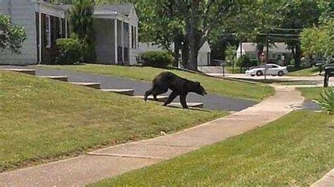 Images Roaming Black Bear Spotted Around Tri State