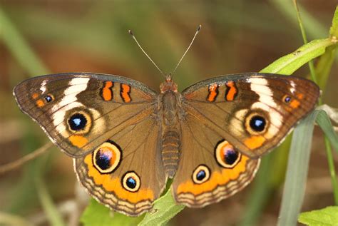 Close Up Photo Of Brown Blue And White Butterfly Common Buckeye Hd
