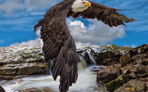 Картинки орел полет небо горы фотошоп обои 2560x1600 картинка