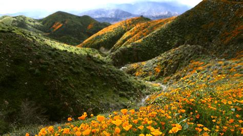 How To See Californias Super Bloom Condé Nast Traveler