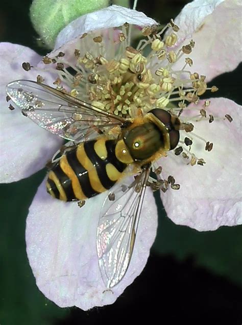 Wasp On A Bramble Flower Flowers Wasp Animals