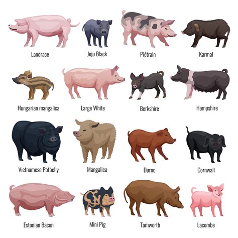 Hampshire Pigs 9 Surprising Uses You Never Knew