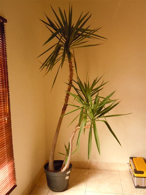 Experience lifelike indoor palm trees at alibaba.com, ideal for decorating indoors and outdoors. Tall Indoor Palm Plants - The Home Garden