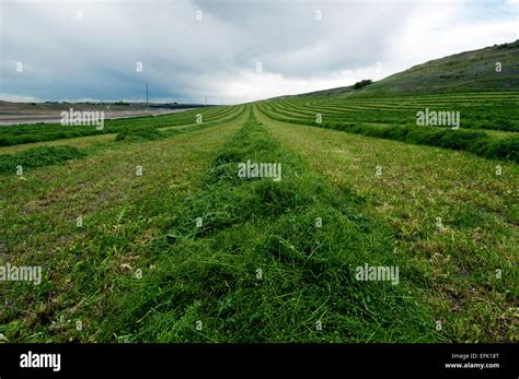 Newly Mowed Alfalfa Hay In The Pahsimeroi Valley Idaho Stock Photo Alamy