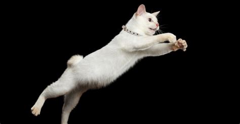 Meet The White Cat Breeds Petfinder