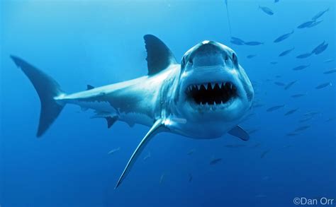 There's a very good reason why these fish are shaped so differently: A Great White Shark Adventure - Captain Mikes Diving