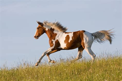 Brown And White Horse Grass Horse Running Runs Hd Wallpaper