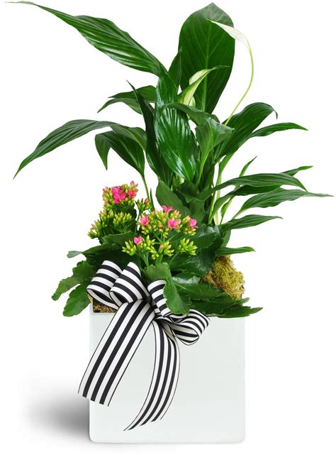 Pleasant and the surrounding area for over fifty years. Flowers - Mount Pleasant, SC Florist