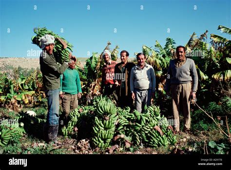 Jordan Banana Plantation Workers Harvesting Bananas For Export Stock