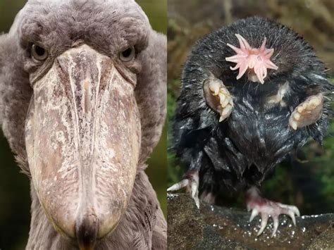 10 Scary Looking Animals That Will Give You Nightmares