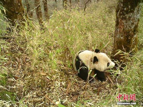 Four Wild Pandas Caught On Camera In Sichuan Cn