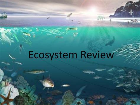 Ppt Ecosystem Review Powerpoint Presentation Free Download Id2125038