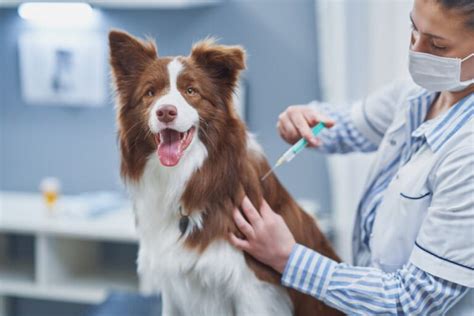Canine Influenza Vaccine All About The Dog Flu Shot Great Pet Care