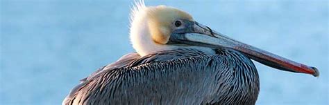 Brown Pelican Animal Facts And Information