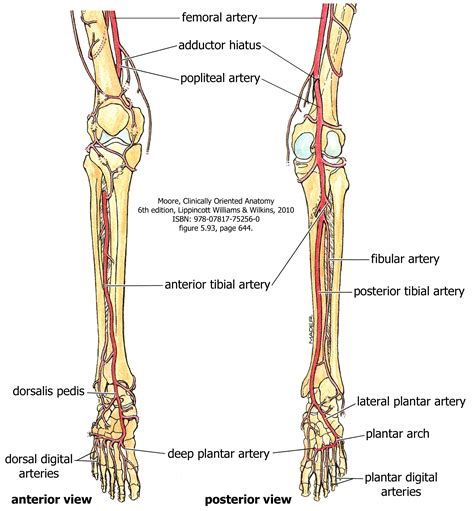 Diagram Of Veins In Legs