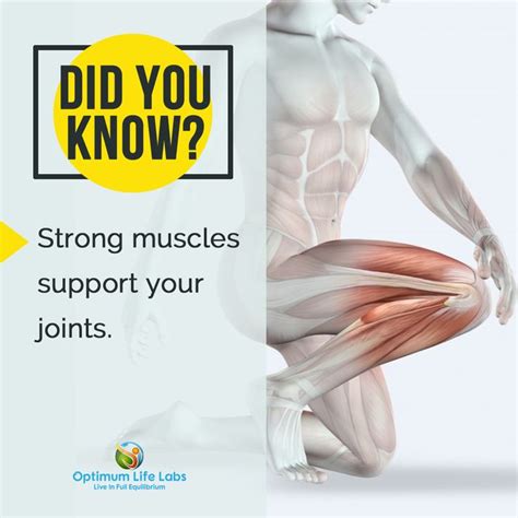 To Have Healthy Joints You Need To Keep Your Muscles Healthy Too