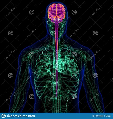 3d Illustration Human Brain With Circulatory System Anatomy Stock
