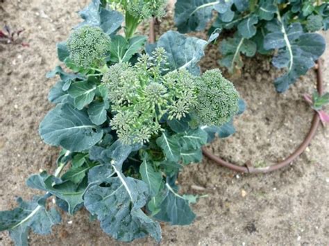 When To Harvest Broccolini Gardening Tips 2023 Northern Nester
