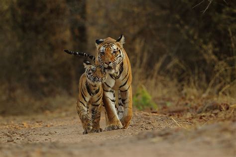 Royal Bengal Tiger With Cub By Shivang Mehta