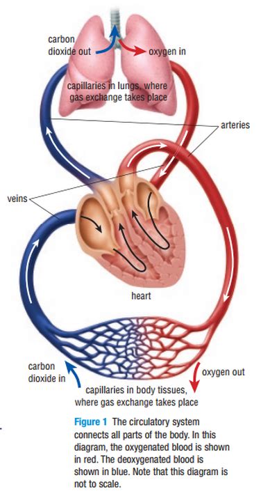 Circulatory System Biology