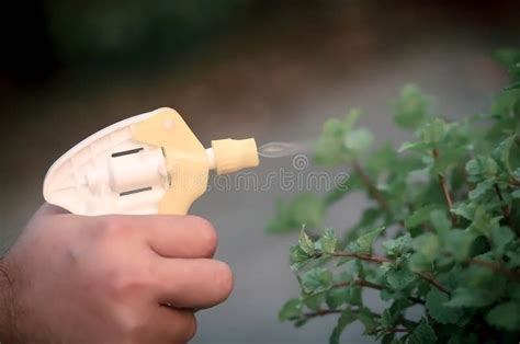 Spraying Insecticide In A Garden Stock Image Image Of Bottle Hose 87675339