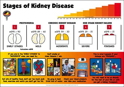 The nkf divided kidney disease into five stages. Stages of Kidney Disease (PDF) | Being a Nurse | Pinterest ...