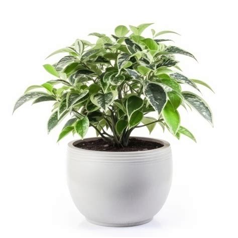Premium Photo A Green Terracotta Potted Plant Brings Serenity To Any Room