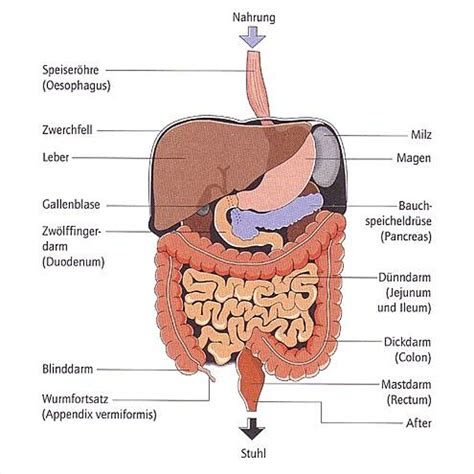 Der Verdauungstrakt Dccv E V