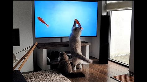 Tv For Cats Youtube