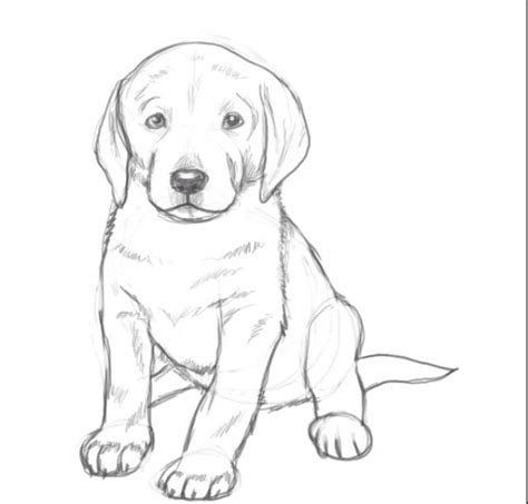 Lab Puppy Sketch Dog Drawing Simple Dog Pencil Drawing Dog Drawing