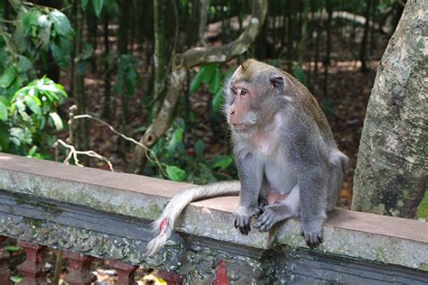 Alas Kedaton Monkey Forest In Bali Forest Temple And Animal Sanctuary