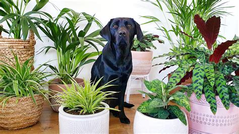 12 Dog Safe Plants You Can Add To Your Garden Residence Style
