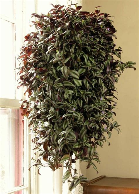11 Best Indoor Vines And Climbers You Can Grow Easily In Your Home