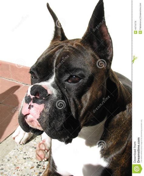 Find boxer puppies for sale and dogs for adoption. Black and White Dog Boxer stock photo. Image of white ...
