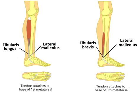 Muscles In The Lateral Compartment Of The Leg Teachmeanatomy